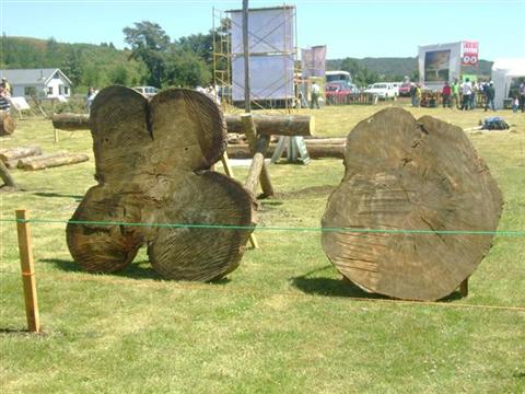 Expobosque 2008