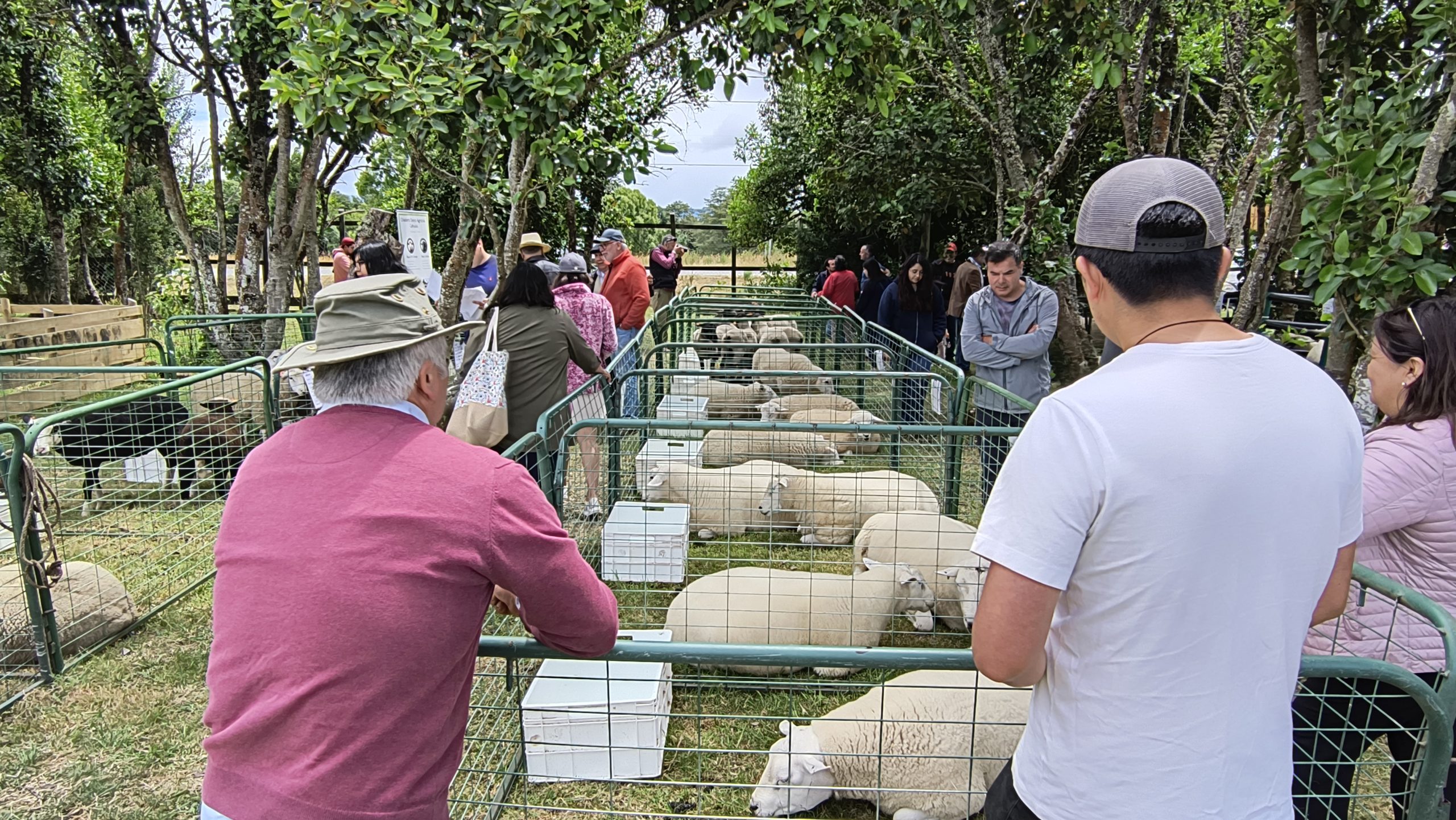 Cerca de 10 mil personas visitaron la Expo Ovina 2024 en Chonchi