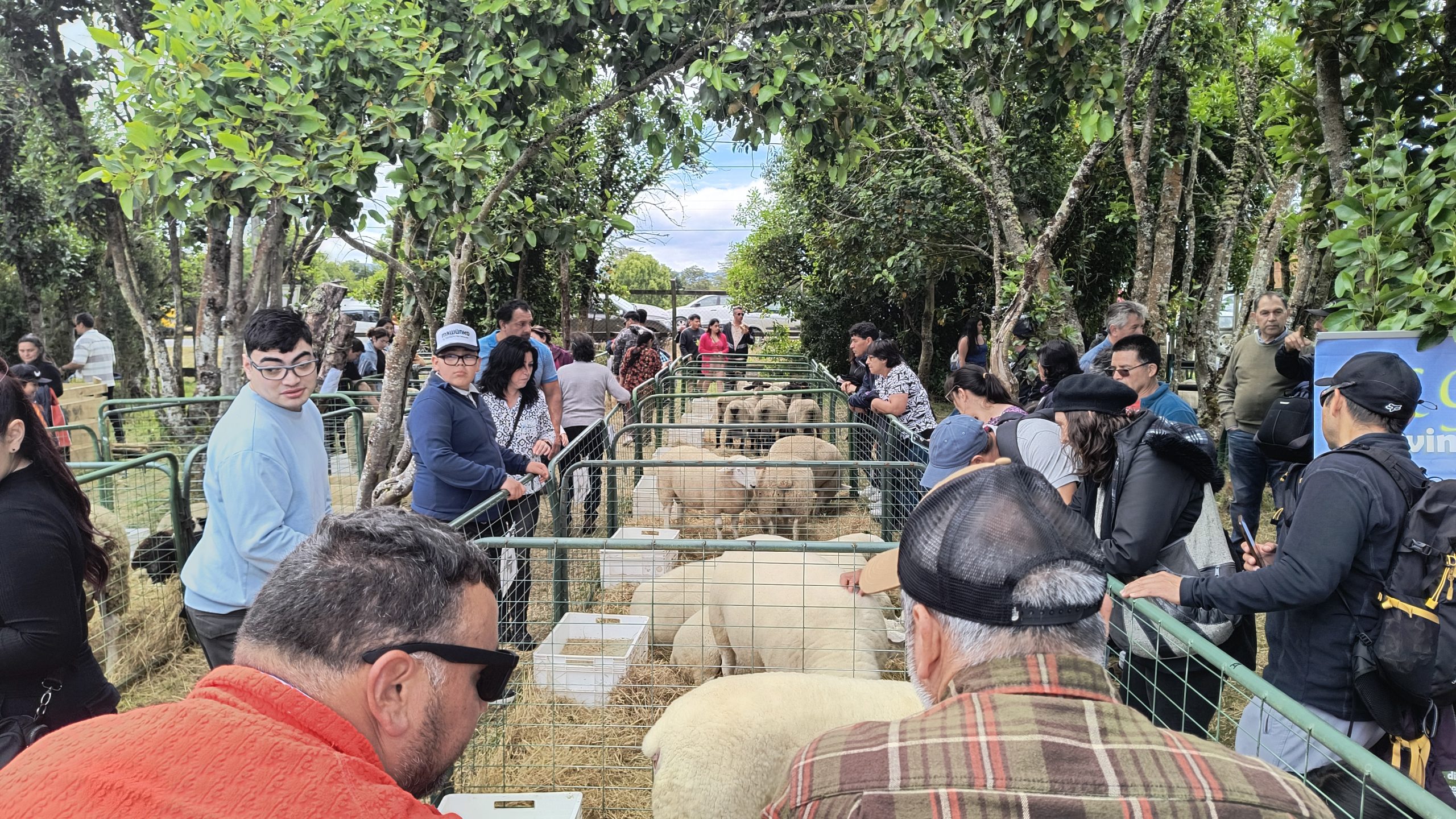 Cerca de 10 mil personas visitaron la Expo Ovina 2024 en Chonchi