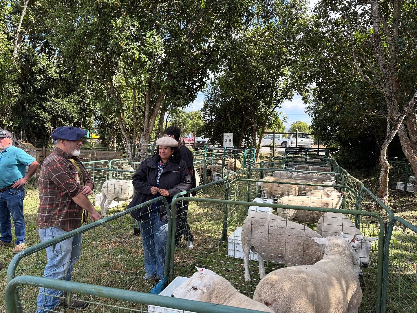 MÁS DE 15 MIL PERSONAS DISFRUTARON CON LA “EXPO OVINA 2026” DE CHONCHI.