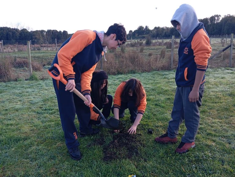 2 PLANTACION DE ARBOLES