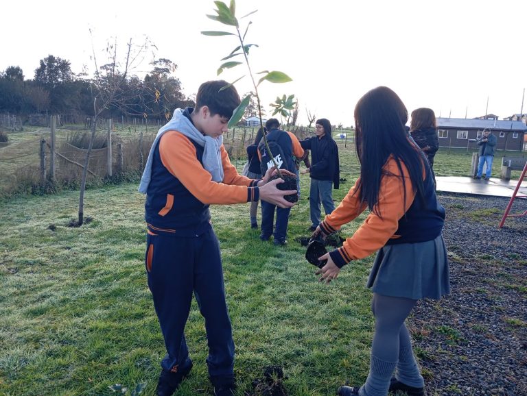 3 PLANTACION DE ARBOLES