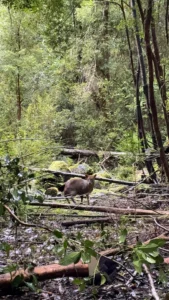 Liberación de pudú en parque Tepuhueico