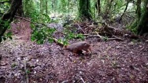 Liberación de pudú en parque Tepuhueico